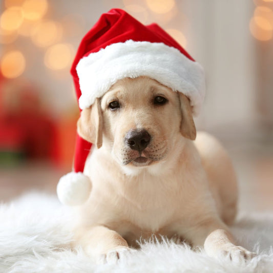Solving Behavioral Issues in Your Pets During Christmas